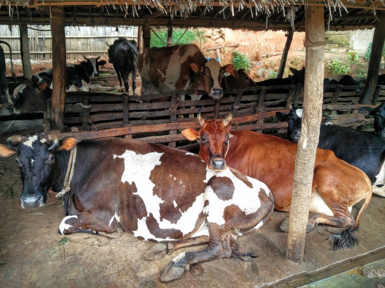 Dairy cattle resting in a farm shelter, August 2016